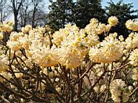 Edgeworthia Chrysantha (fam Thymeleacees) (Himalaya) (02) (Photo F. Mrugala)